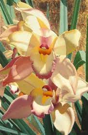 2012nov Cymbidium Orchid Jpg 263 400 Flower Art Flower Painting Floral Painting