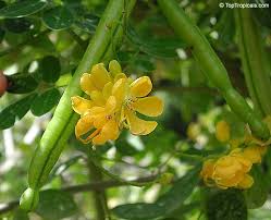 Image result for Senna floribunda