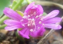 Image result for Corbichonia rubriviolacea