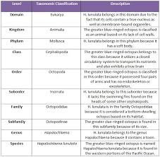 Greater Blue Ringed Octopus Classification