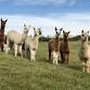 Introduction to Alpacas - Husbandry, Health and - Mullacott Alpacas Event Image