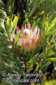 Image result for Protea rupestris