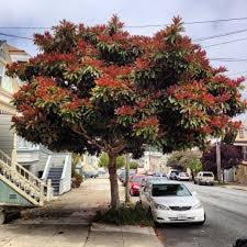 Image result for Eriobotrya