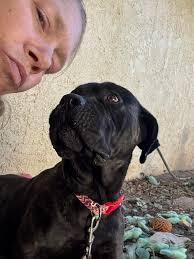 Positive Experience with LLouise Adorable Cane Corso Puppies