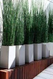 Tall outdoor plants in pots for privacy. Image Result For Best Tall Plants For Balcony Privacy Balcony Planters Privacy Plants Backyard