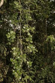 Image result for Embelia schimperi