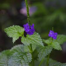 Image result for Stachytarpheta