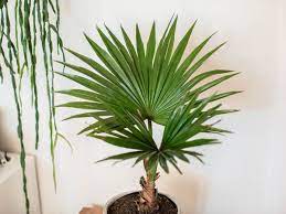 Buy coconut palm indoor plant, 5 pot color options for $65. Coconut Palms Indoor Plant Care Growing Guide