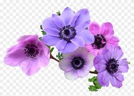 Maybe you would like to learn more about one of these? Lavender Clipart Rosemary Plant Anemone Flower Png Transparent Png 1280x822 913090 Pngfind
