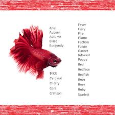 1001 Fish Names All The Best Ideas You Didn T Think Of List Fishkeeping World