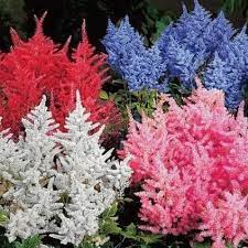 Hai mai sentito parlare di piante perenni resistenti al freddo a pieno sole?. 10 Piante Da Esterno Che Non Temono Freddo E Sole Piante Da Esterni Piante Da Ombra Da Giardino Piante Da Giardino