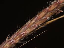 Image result for Dichanthium annulatum