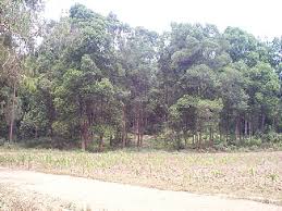 Image result for Anthospermum usambarense