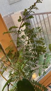 Image result for Paropsia