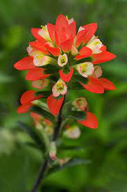 There are several species, whose colors vary from scarlet to orange, cream, yellow, and occasionally purple. Entireleaf Indian Paintbrush Or Texas Paintbrush Indian Paintbrush Flowers Indian Paintbrush Wild Flowers