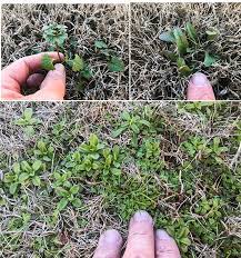 Maybe you would like to learn more about one of these? Kill Winter Lawn Weeds Lawn Weed Control