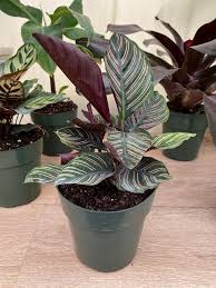 Image result for calathea