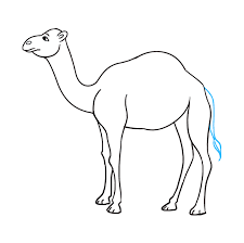 Learn how to draw camel simply by following the steps outlined in our video lessons. How To Draw A Camel Really Easy Drawing Tutorial