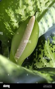 Image result for dieffenbachia flower