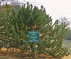 Image result for Euphorbia lissosperma