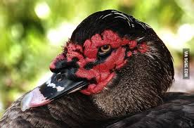 This Duck Looks Like Darth Maul Pet Birds Muscovy Duck Animal Groups