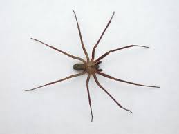 Though you can die from its bite, that's quite uncommon. Pin On Books Worth Reading