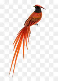 Gambar murai png vektor psd dan clipart dengan latar belakang transparan untuk download gratis pngtree : Eurasia Murai Burung Macaw Gambar Png