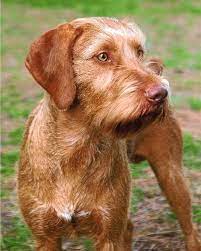 They're athletic, affectionate and eager to please. Wirehaired Vizsla Wirehaired Vizsla Vizsla Vizsla Puppies