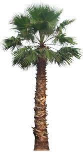 Tropical Plant Pictures Wahingtonia Filifera California Fan Palm Tree Photoshop Landscape Sketch Desert Landscaping