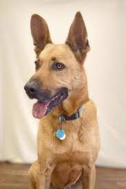 Fort Dodge Ia Charlie Is A Male Belgian Malonois For Adoption Who Needs A Loving Home Kitten Adoption Pets Dog Adoption