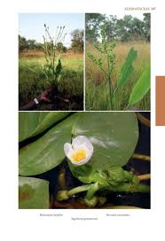 Image result for Butomopsis