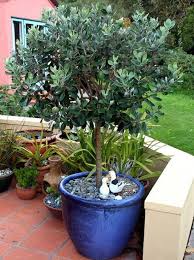 Image result for Fadogia variifolia