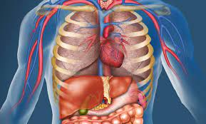This bone rests between the scaphoid and triquetrum in the proximal row, near the. Are You Studying Human Anatomy Are You Not Terrified That There S Bones Inside You Let Alone Horrified By The Concept Of Organs The Strand
