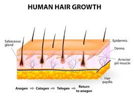 In order to experience the complete result of a hair transplant, the patient needs to wait for six to nine months. Hair Falling Out Shedding After Hair Transplant Nyc
