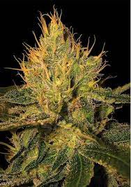 Cannalope Haze Feminized Marijuana Seeds