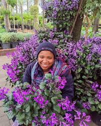 Image result for Plectranthus