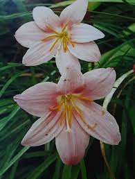 Image result for Zephyranthes minuta
