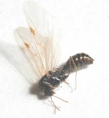 From maine to mass and from brattleboro to portsmouth, we're proud to serve the region. Carpenter Ant Pictures Sugar Ants Photos