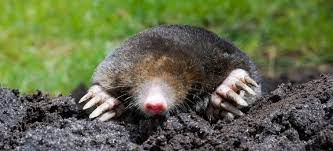 Check spelling or type a new query. How To Get Rid Of Moles Moles Destroy Gardens Get Them Out