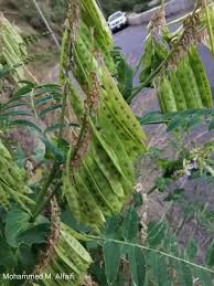 Image result for Astragalus atropilosulus