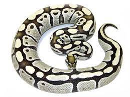 Desert Ghost Morph List World Of Ball Pythons Ball Python Pet Snake Ball Python Morphs