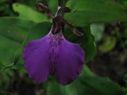 Image result for Brachycorythis