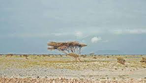 Image result for Aster milanjianus