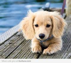 Our long hairs are of some of the finest english cream lines.with excellent coat and personalities!! 70 Daisy Ideas Dachshund Love Weenie Dogs Wiener Dog