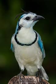 Aydin Adli Kullanicinin Oiseau Colore Panosundaki Pin Guzel Kuslar Rengarenk Kuslar Hayvanlar Alemi