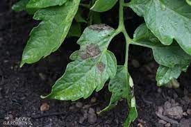 How to prevent disease in garden. Plant Diseases In The Garden How To Prevent And Control Them