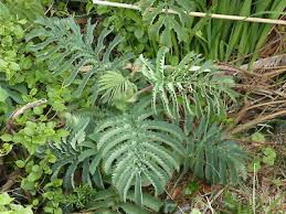 Image result for Melianthus major