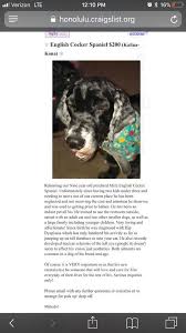 « » press to search craigslist. Can Anyone Help A Friend Saw This On English Cocker Spaniel Oahu Hawaii Facebook