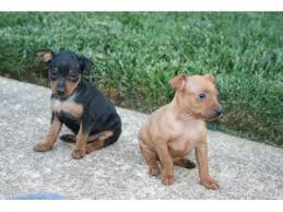 Adoption fee for this dog will be $150.00, which helps with the expenses for spaying or neutering your pet, all vaccinations, including rabies up to date, microchip, and any other grooming or medical care that was needed when the dog was rescued by arf. Miniature Pinscher Puppies For Sale
