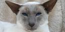 How to Decide if a Siamese Cat Is Right for You: 11 Steps